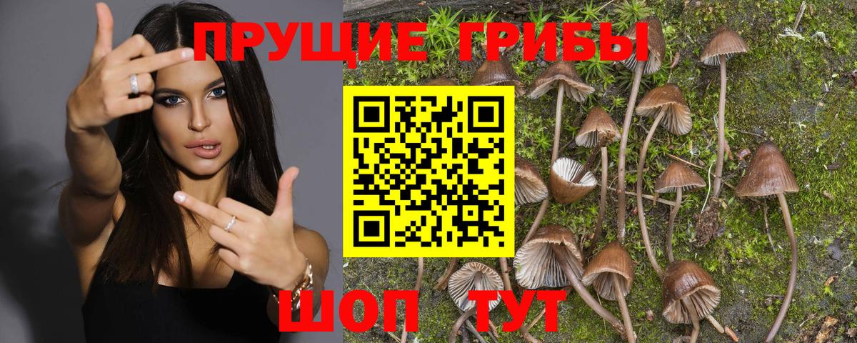 Галлюциногенные грибы Psilocybine cubensis  Вход с VPN  Галлюциногенные грибы Psilocybe  сколько стоит  Саратов 